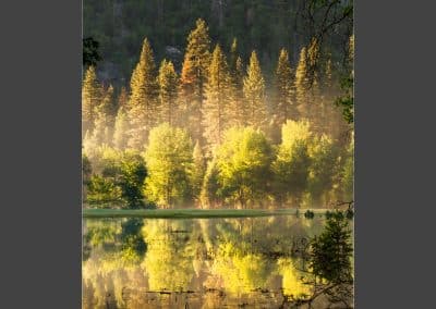 Yosemite Gold Trees Refections